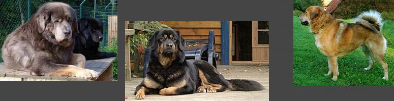 Do Khyi, Dokhyi, tibetan mastiff, Tibetdogge
